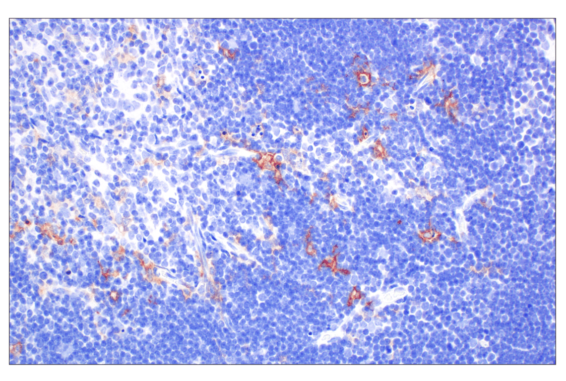 Immunohistochemistry Image 4: Dectin-1/ Clec7a (E3P5W) Rabbit Monoclonal Antibody (BSA and Azide Free)