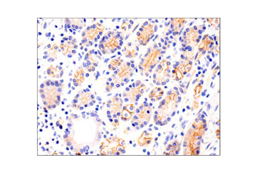 Immunohistochemistry Image 3: N-Cadherin (D4R1H) Rabbit Monoclonal Antibody
