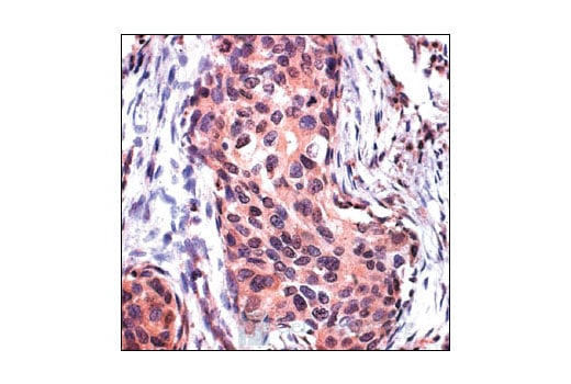 Immunohistochemistry Image 2: Acetylated-Lysine Antibody