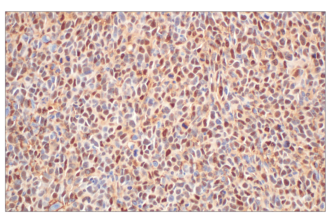 Immunohistochemistry Image 10: Annexin V (E3W8V) Rabbit Monoclonal Antibody