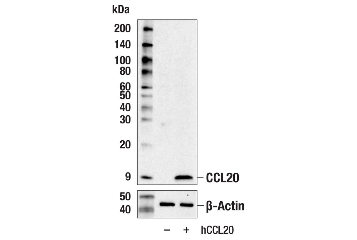 Western Blotting Image 2: CCL20 (E6J9K) Rabbit Monoclonal Antibody