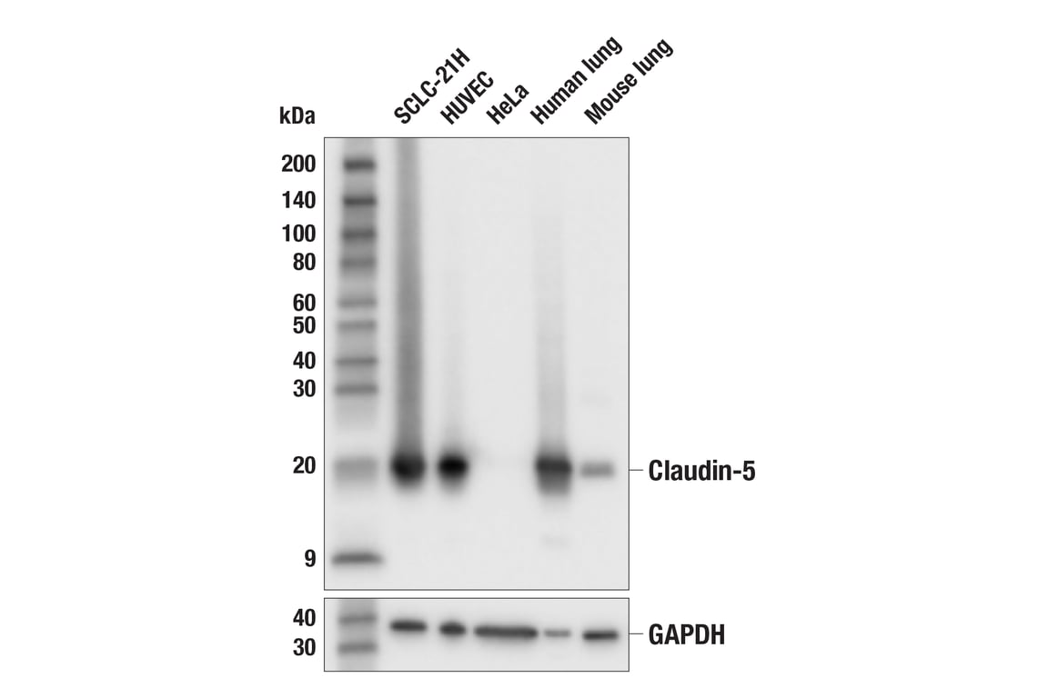 Western Blotting Image 1: Claudin-5 (E5D9Y) Rabbit mAb