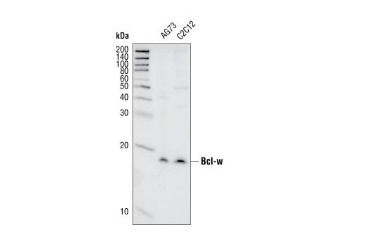 undefined Image 3: Pro-Survival Bcl-2 Family Antibody Sampler Kit II