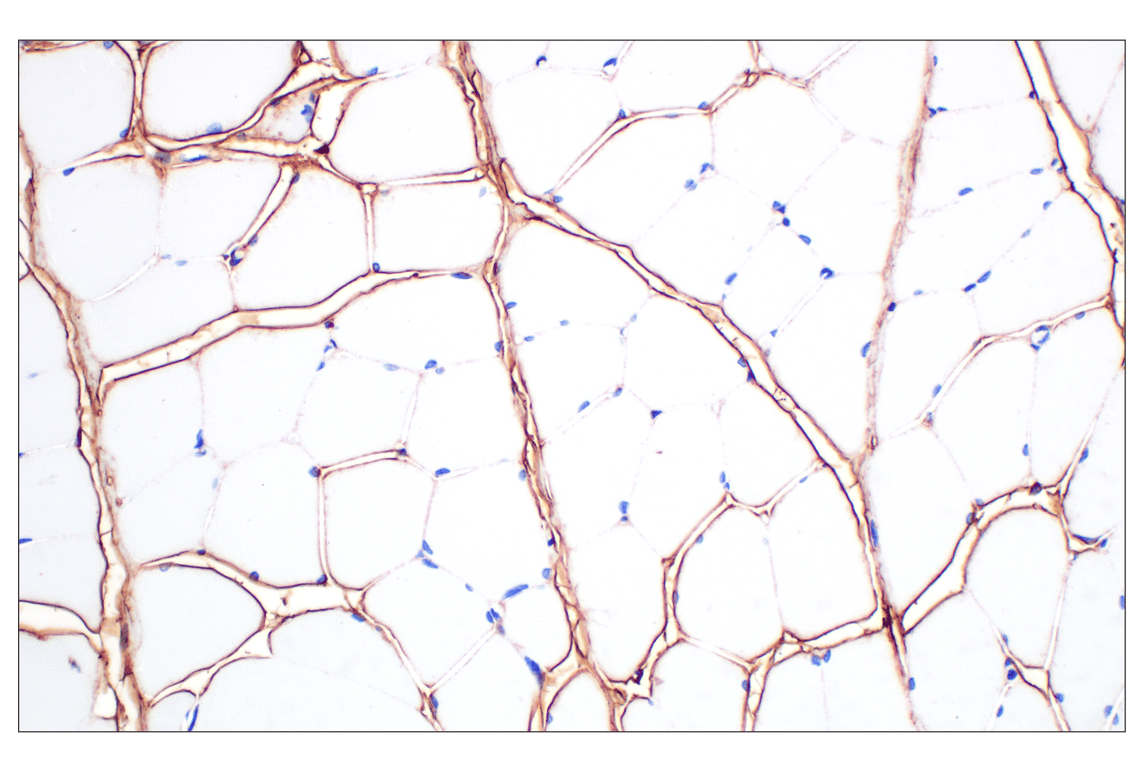 Immunohistochemistry Image 11: Hyaluronan Complete Tissue Staining Kit (HRP)