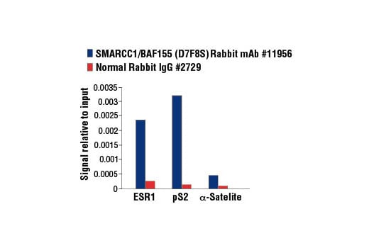 Chromatin Immunoprecipitation Image 3: SMARCC1/BAF155 (D7F8S) Rabbit Monoclonal Antibody