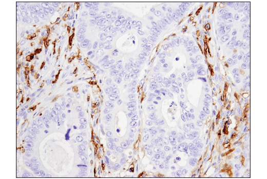 Immunohistochemistry Image 1: CD14 (D7A2T) Rabbit Monoclonal Antibody (IHC Formulated)