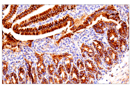 Immunohistochemistry Image 1: Maoa (E3L3B) Rabbit Monoclonal Antibody