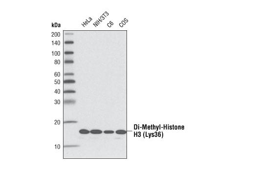 Western Blotting Image 2: Di-Methyl-Histone H3 (Lys36) (C75H12) Rabbit Monoclonal Antibody
