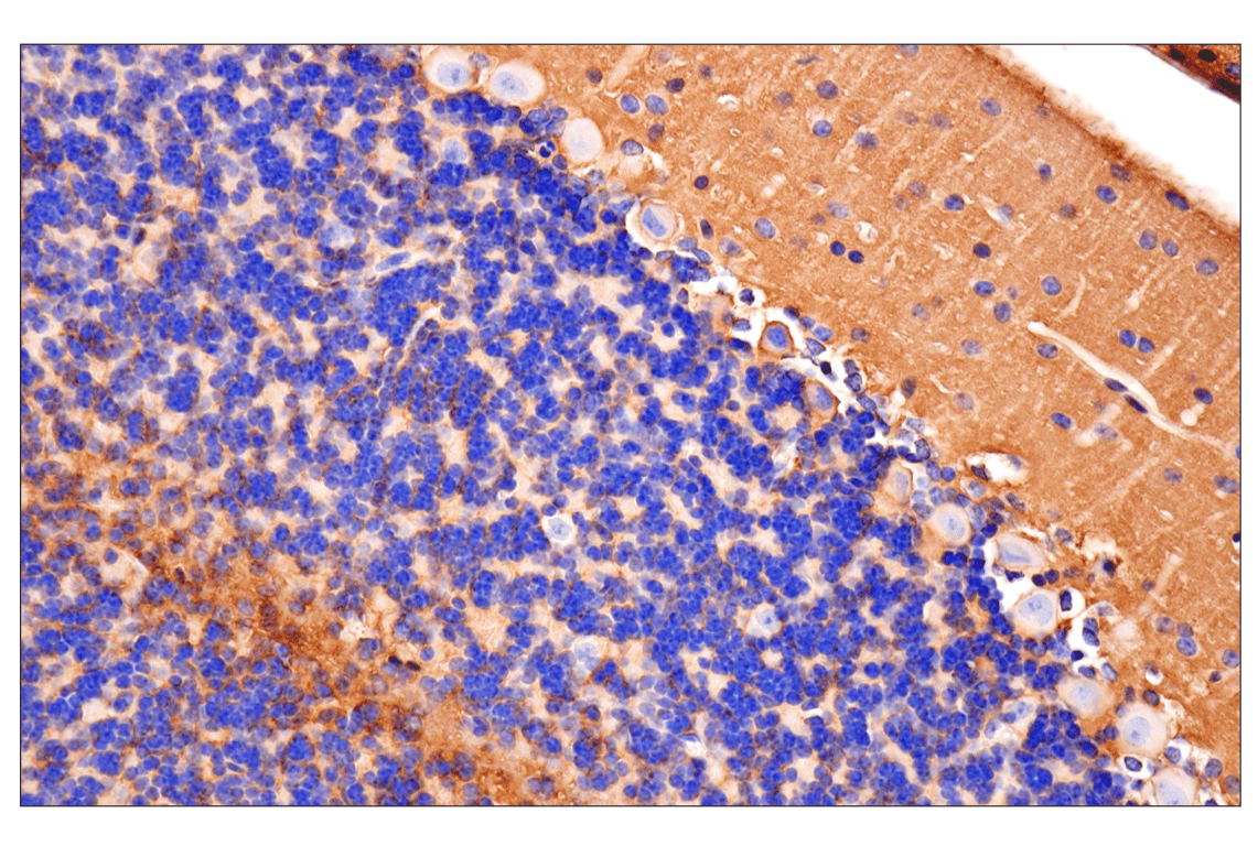Immunohistochemistry Image 4: CD81 (D5O2Q) Rabbit Monoclonal Antibody