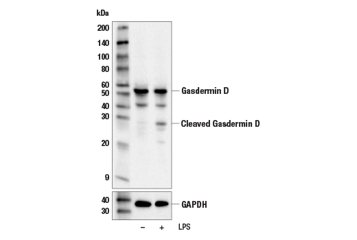 undefined Image 12: Gasdermin Family Antibody Sampler Kit