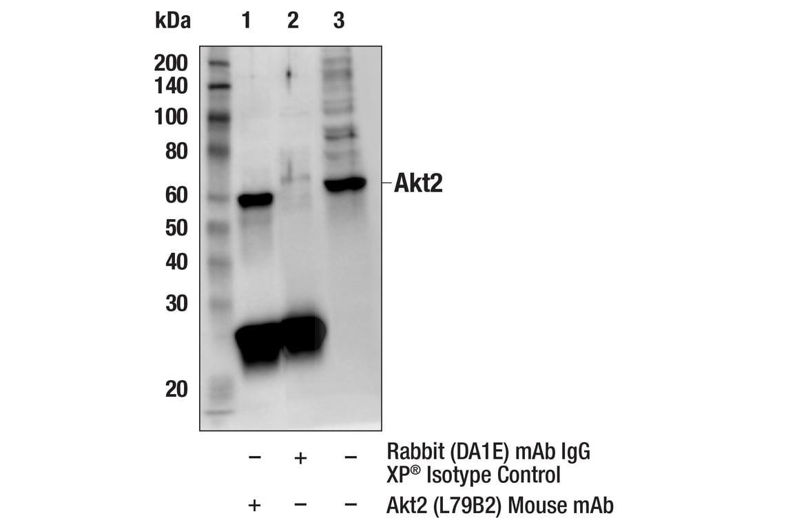 Immunoprecipitation Image 1: Akt2 (L79B2) Mouse Monoclonal Antibody
