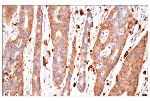 Immunohistochemistry Image 4: p22phox (E7Y1F) Rabbit Monoclonal Antibody