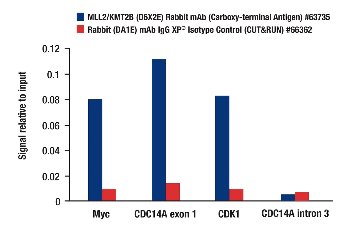 CUT & RUN Image 3: MLL2/KMT2B (D6X2E) Rabbit Monoclonal Antibody (Carboxy-terminal Antigen)