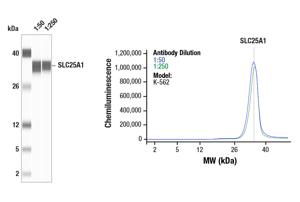 Western Blotting Image 1: SLC25A1 (E7B2B) Rabbit Monoclonal Antibody