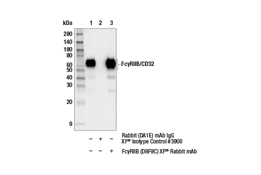 Immunoprecipitation Image 1: Fc-gamma RIIB (D8F9C) Rabbit Monoclonal Antibody