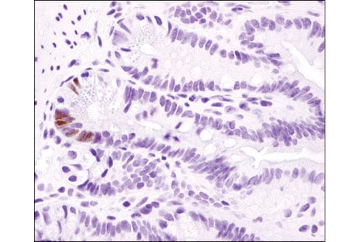 Immunohistochemistry Image 2: Cre Recombinase (D7L7L) Rabbit Monoclonal Antibody