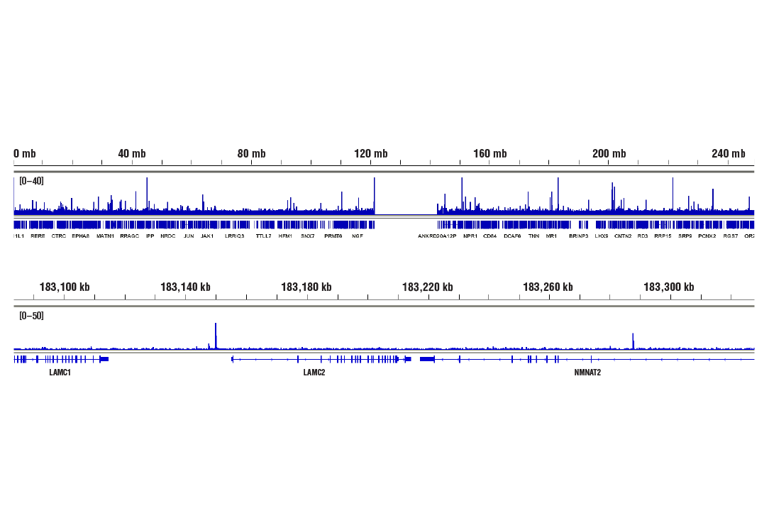 undefined Image 42: NF-κB Pathway Antibody Sampler Kit