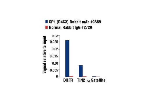 Chromatin Immunoprecipitation Image 3: SP1 (D4C3) Rabbit Monoclonal Antibody