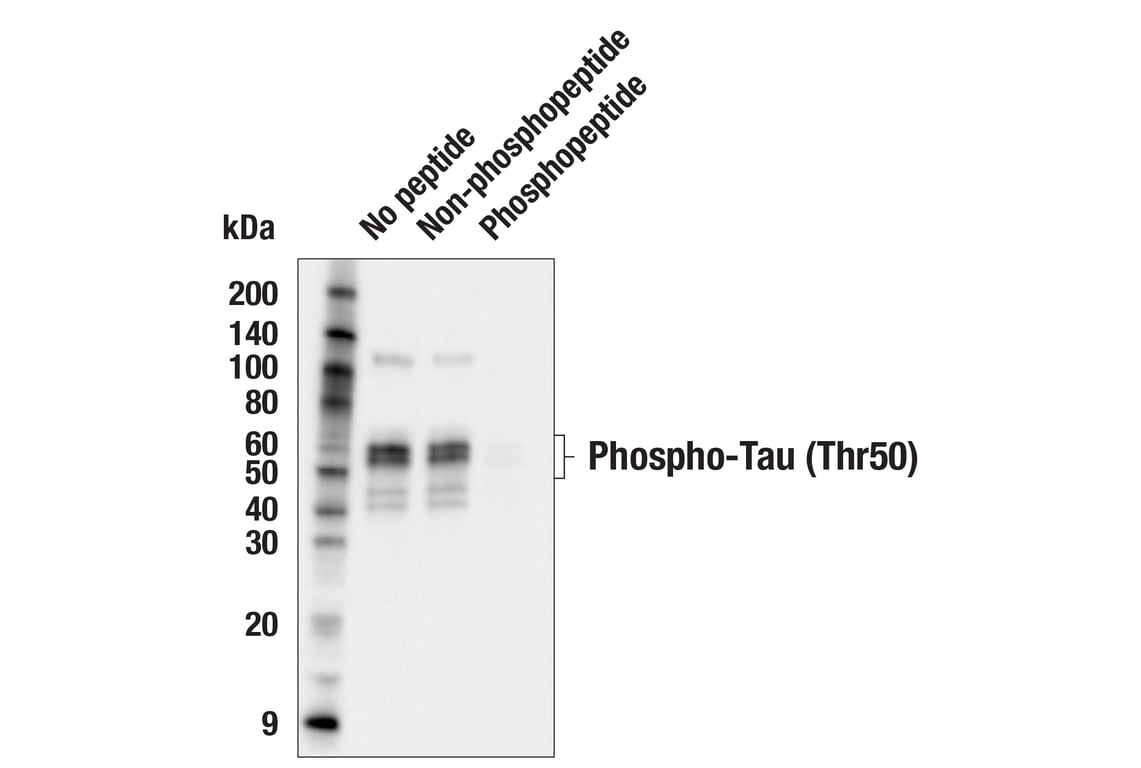 Western Blotting Image 2: Phospho-Tau (Thr50) (F9Y2M) Rabbit Monoclonal Antibody
