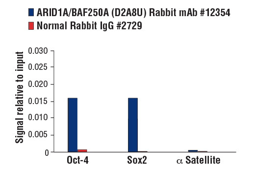 undefined Image 24: BAF Complex Antibody Sampler Kit