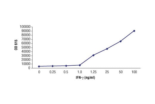 E Image 1: IFN-gamma (3F1E3) Mouse Monoclonal Antibody