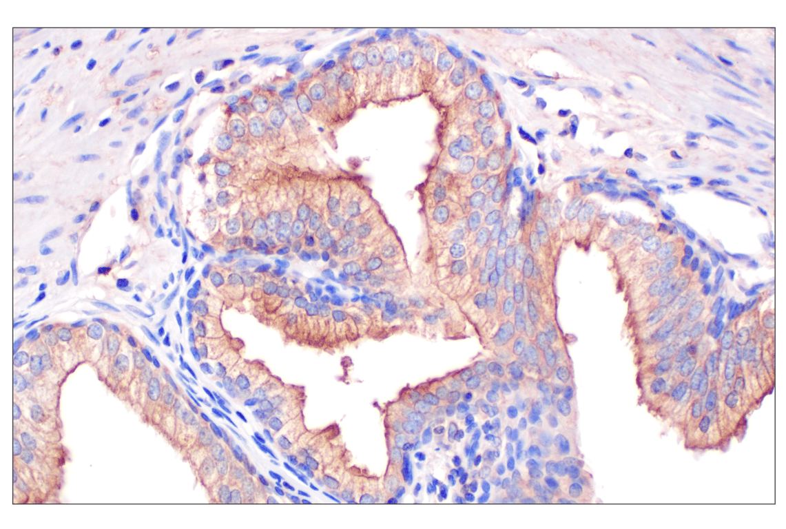 Immunohistochemistry Image 1: GLIPR2 (F7H7V) Rabbit Monoclonal Antibody