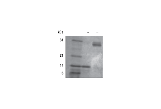 undefined Image 2: Mouse IL-17A Recombinant Protein