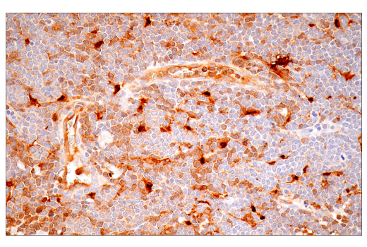 Immunohistochemistry Image 5: IL-18 (E3G8R) Rabbit Monoclonal Antibody