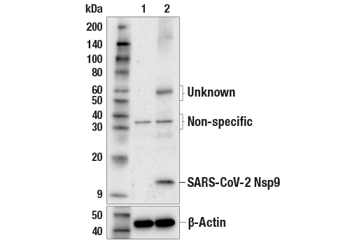 Western Blotting Image 2: SARS-CoV-2 Nsp9 Antibody