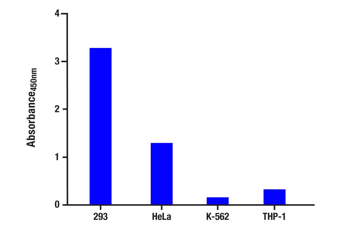 ELISA and/or ELISA-like Assays Image 2: p21 Waf1/Cip1 (12D1) Rabbit Monoclonal Antibody (BSA and Azide Free)