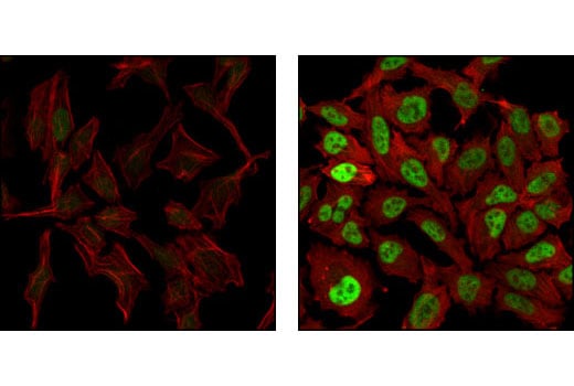 Immunofluorescence Image 1: c-Fos (9F6) Rabbit Monoclonal Antibody (BSA and Azide Free)