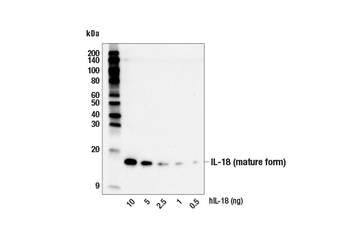 Western Blotting Image 2: IL-18 (E3G8R) Rabbit Monoclonal Antibody