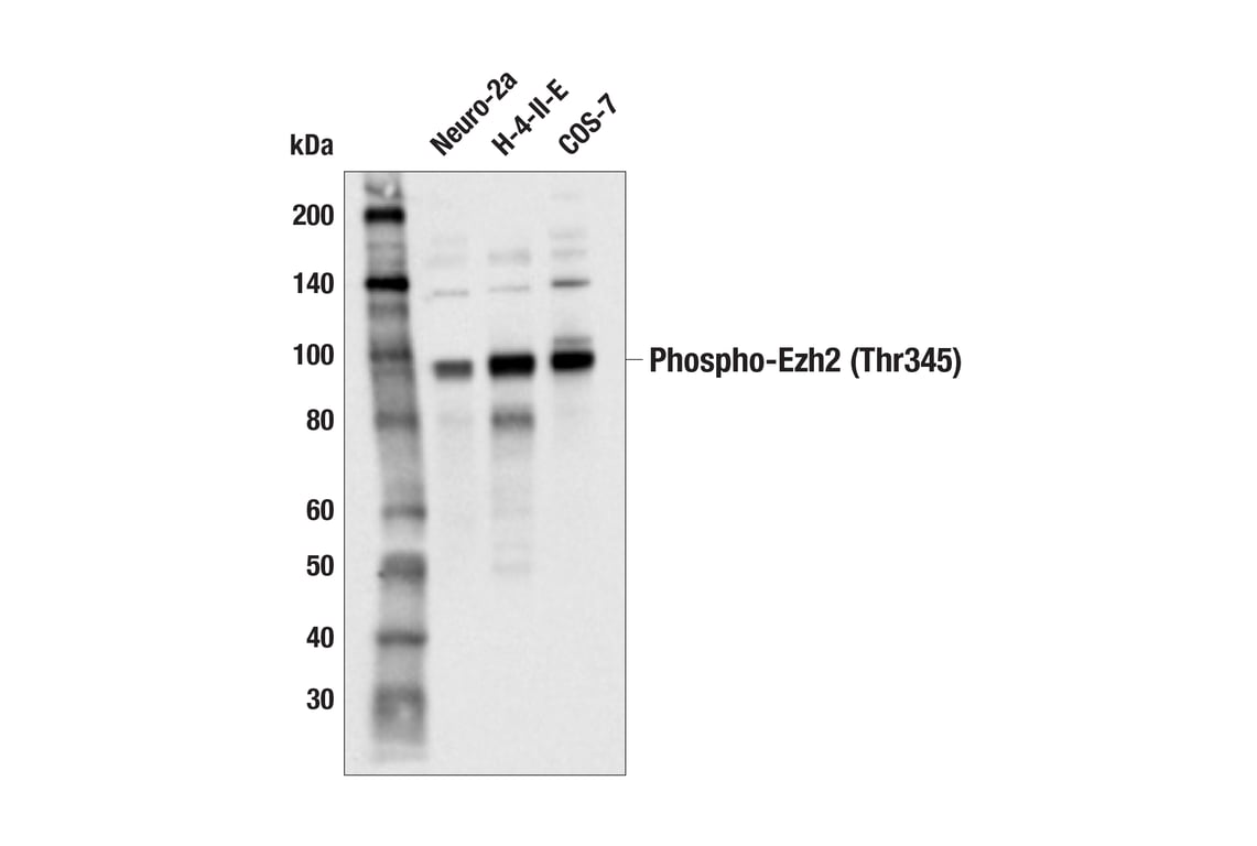 Western Blotting Image 2: Phospho-Ezh2 (Thr345) (E7T7K) Rabbit Monoclonal Antibody