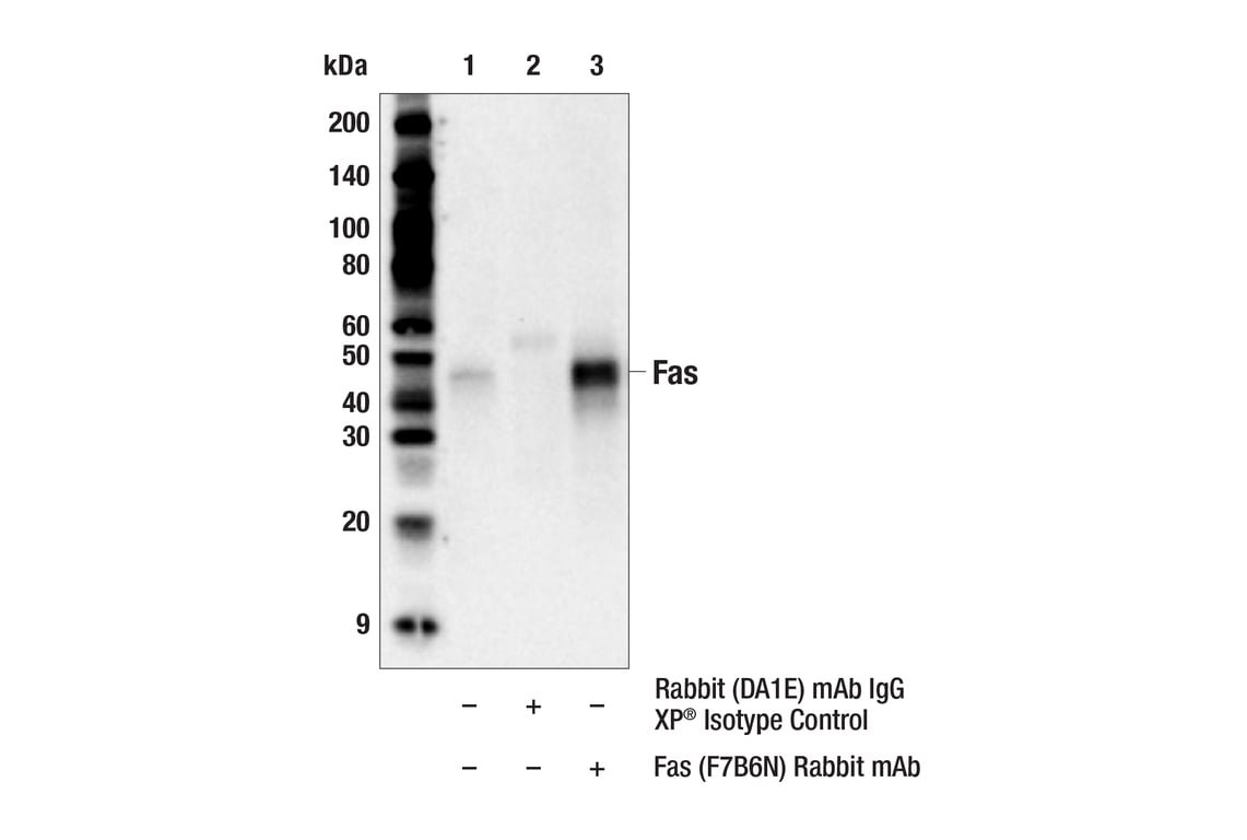 Immunoprecipitation Image 1: Fas (F7B6N) Rabbit Monoclonal Antibody