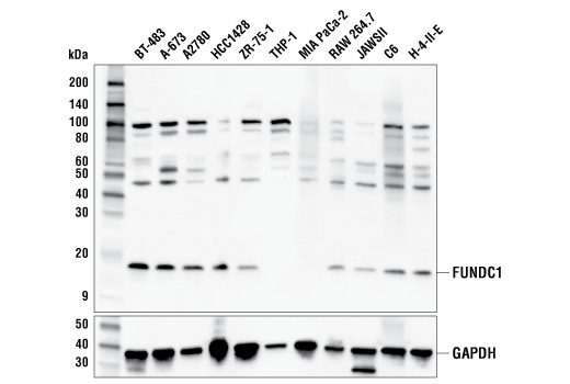 Western Blotting Image 2: FUNDC1 (E2F4T) Rabbit Monoclonal Antibody