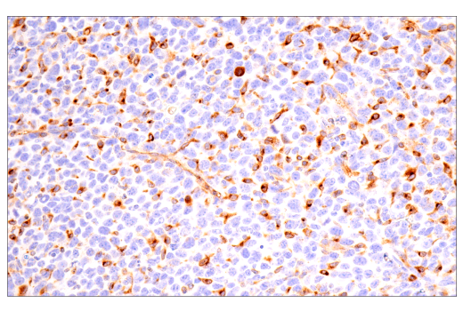 Immunohistochemistry Image 8: ApoE (E7X2A) Rabbit Monoclonal Antibody