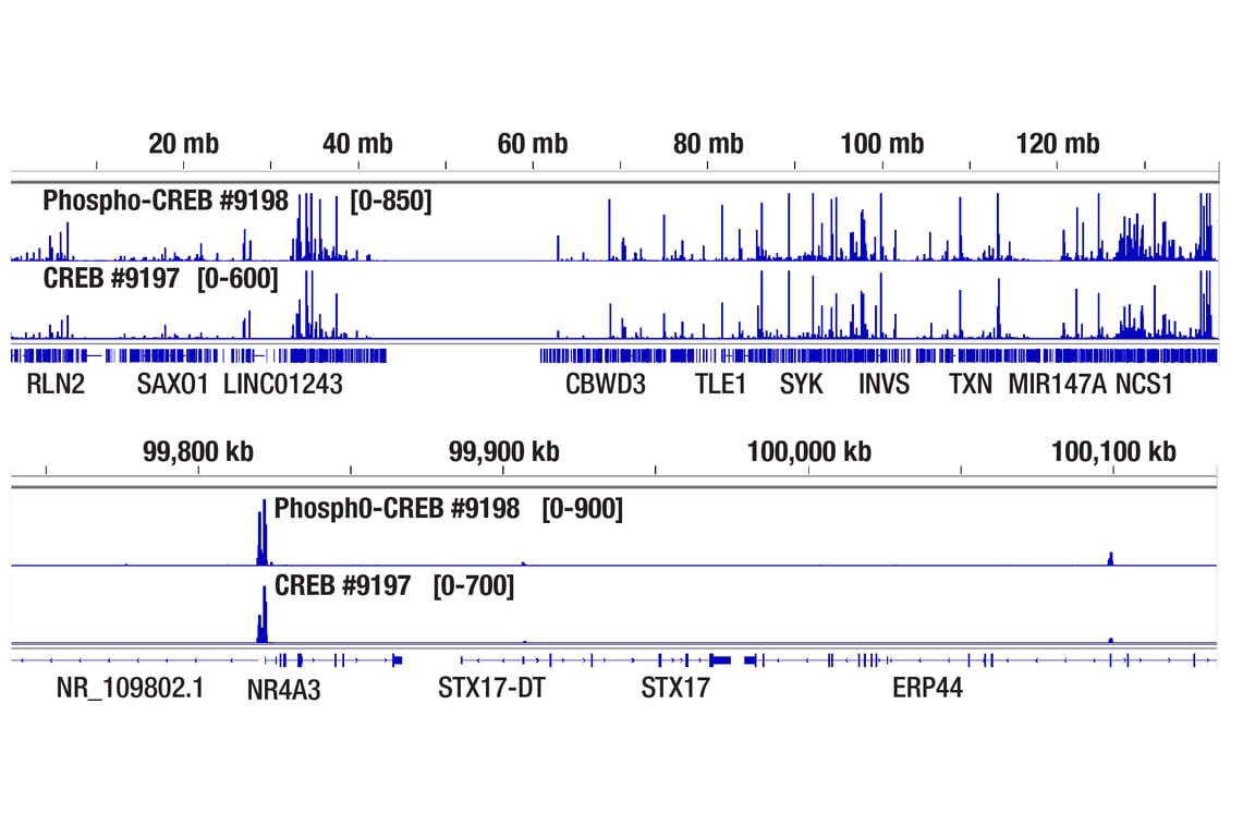 CUT & Tag Image 2: Phospho-CREB (Ser133) (87G3) Rabbit Monoclonal Antibody