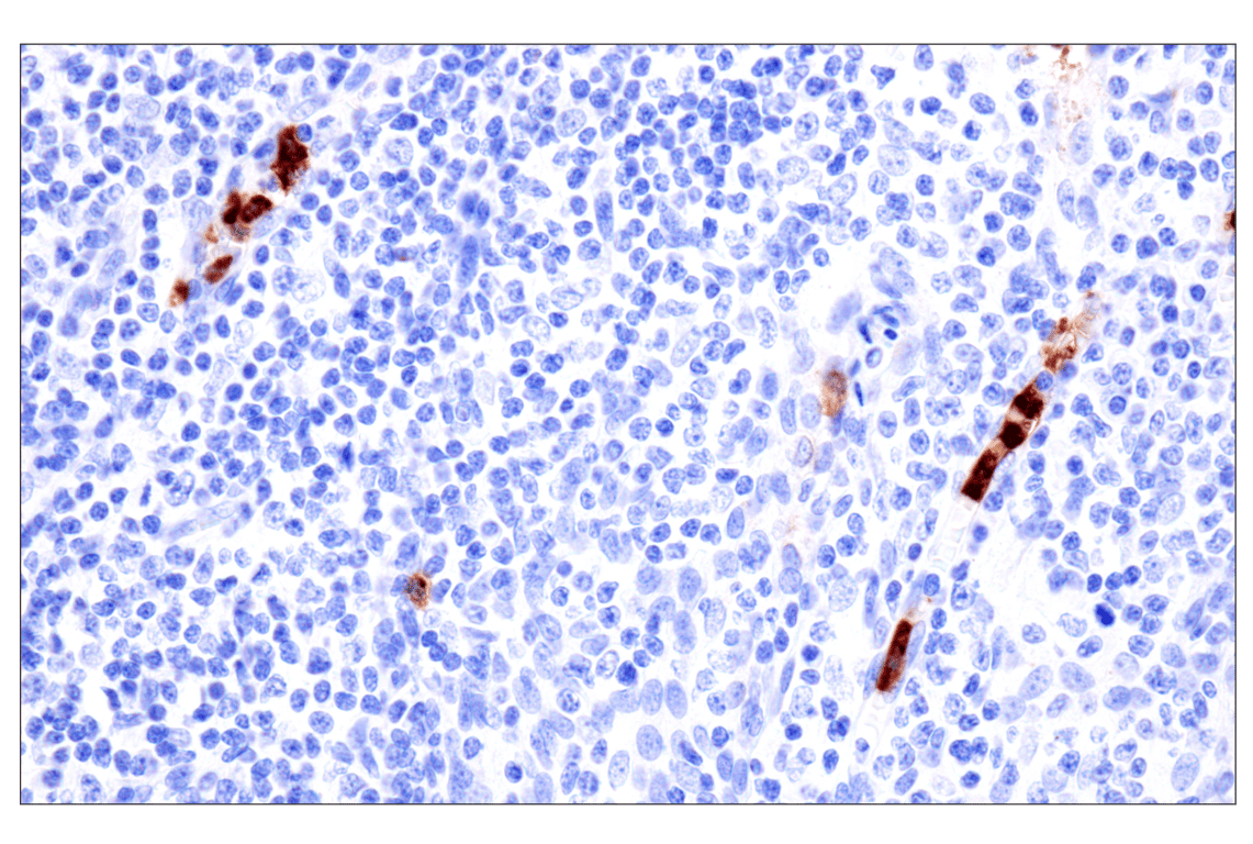 Immunohistochemistry Image 8: CD177 (F9O5U) Rabbit Monoclonal Antibody