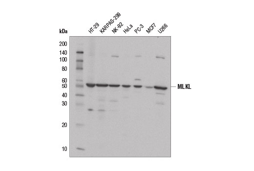 Western Blotting Image 1: MLKL (D2I6N) Rabbit mAb