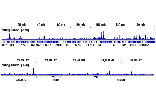 CUT & RUN Image 2: Nanog (D2A3) Rabbit Monoclonal Antibody
