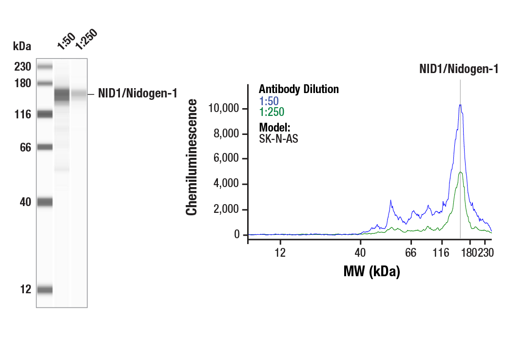 Western Blotting Image 1: NID1/Nidogen-1 (E9J3L) Rabbit Monoclonal Antibody