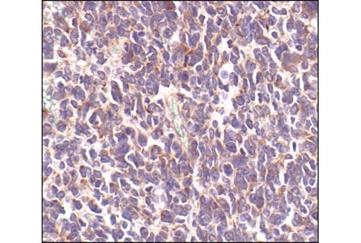 Immunohistochemistry Image 2: Neurofilament-L (DA2) Mouse Monoclonal Antibody