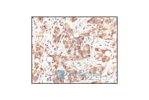 undefined Image 16: HSP/Chaperone Antibody Sampler Kit