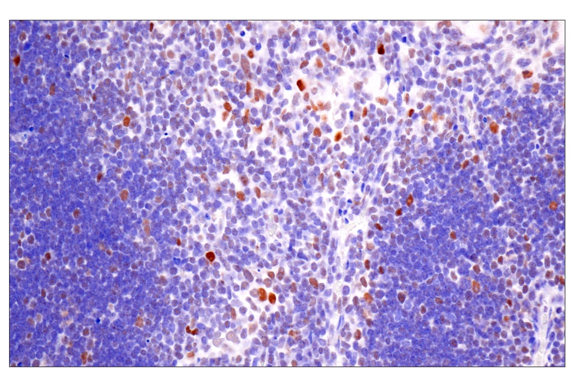 Immunohistochemistry Image 12: TLE3 (E4F3Y) Rabbit Monoclonal Antibody