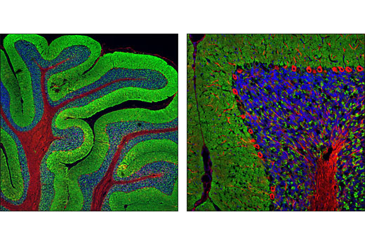 Immunofluorescence Image 1: Synapsin-1 (D12G5) Rabbit Monoclonal Antibody (BSA and Azide Free)