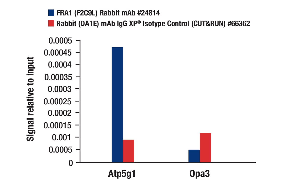 CUT & RUN Image 3: FRA1 (F2C9L) Rabbit Monoclonal Antibody