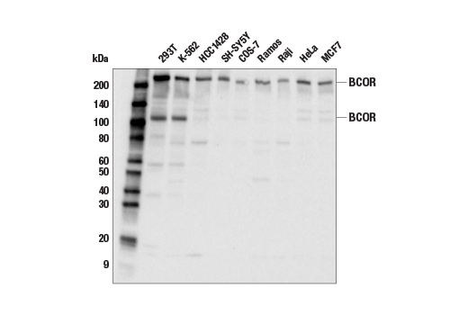 Western Blotting Image 2: BCOR (E6V3R) Rabbit Monoclonal Antibody