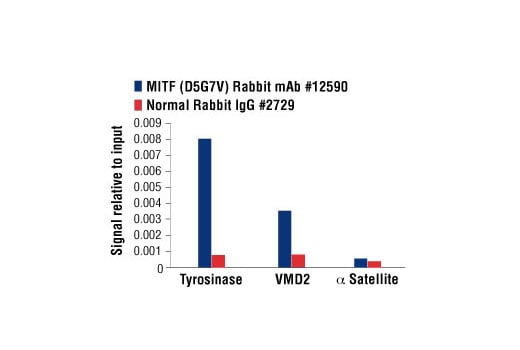 Chromatin Immunoprecipitation Image 3: MITF (D5G7V) Rabbit Monoclonal Antibody