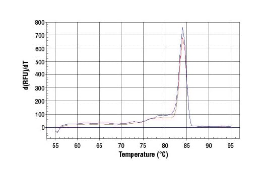 Chromatin Immunoprecipitation Image 2: SimpleChIP<sup>®</sup> Human PRF1 Promoter Primers