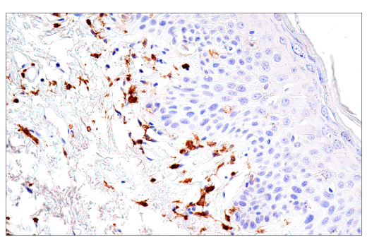 Immunohistochemistry Image 4: FcR gamma (E6Y1A) Rabbit Monoclonal Antibody (BSA and Azide Free)